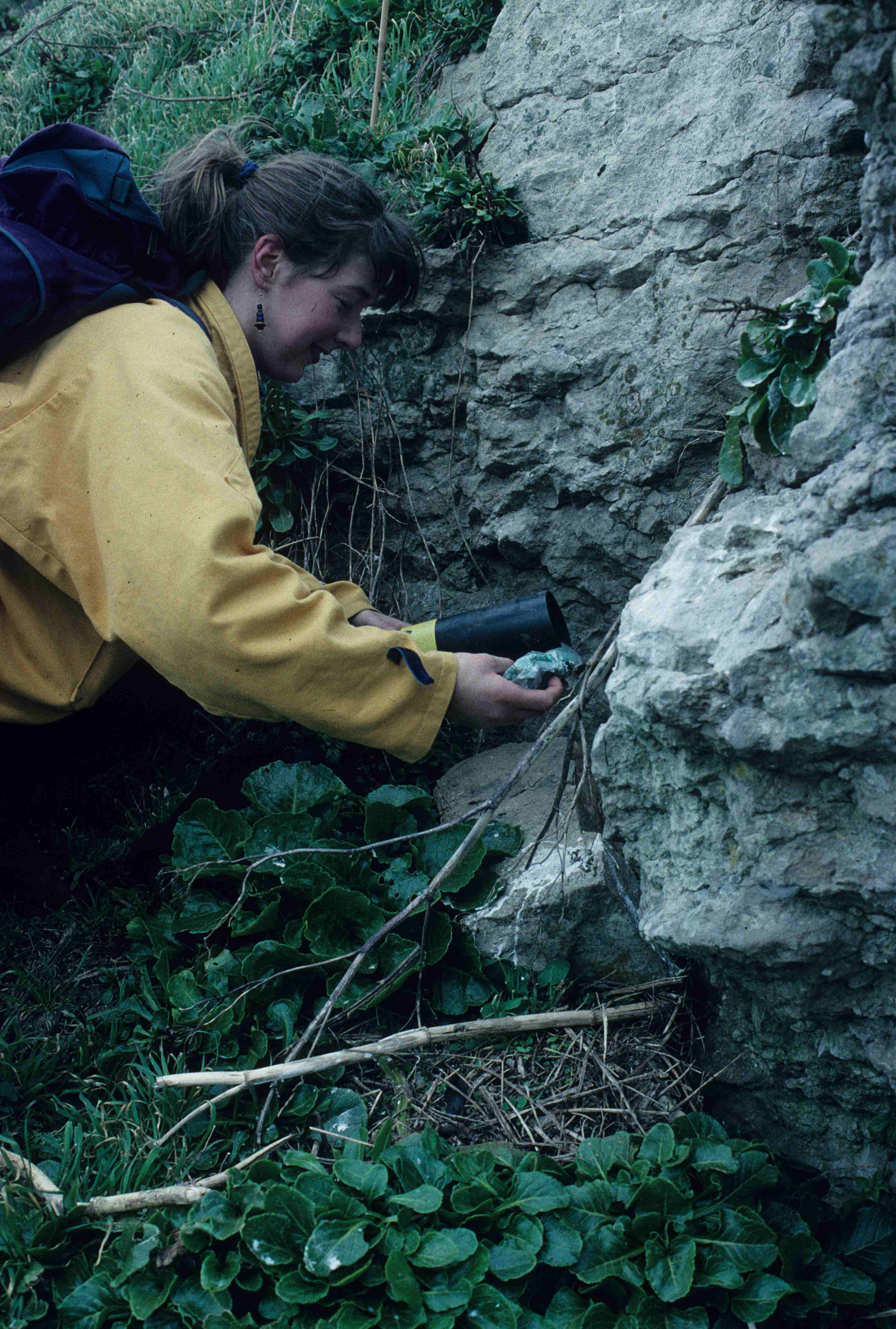 Application of diphenocoum bait January 1999. Copyright: J B Ratcliffe 1999