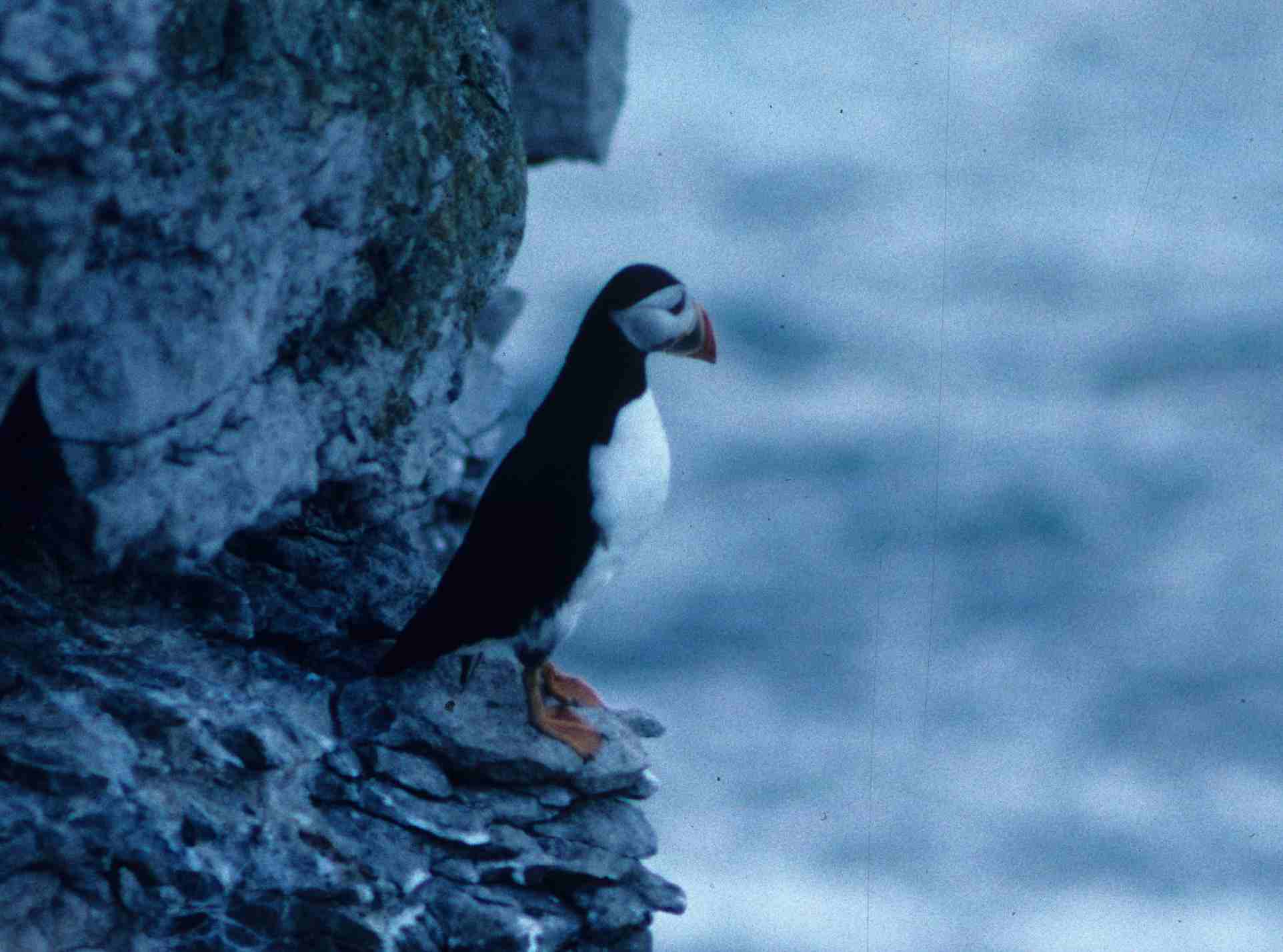 Puffin (Fratercula arctica). Copyright J B Ratcliffe 1990