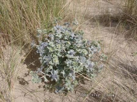 Sea holly (©D Perkins)
