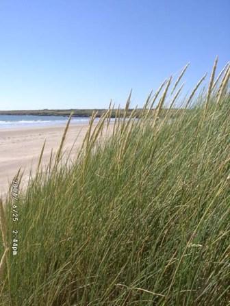 Foredunes (©D Perkins)