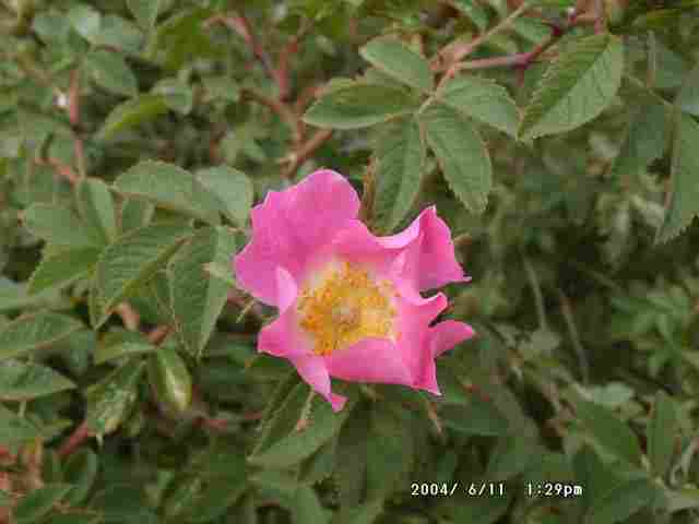 Japanese rose (©J B Ratcliffe)