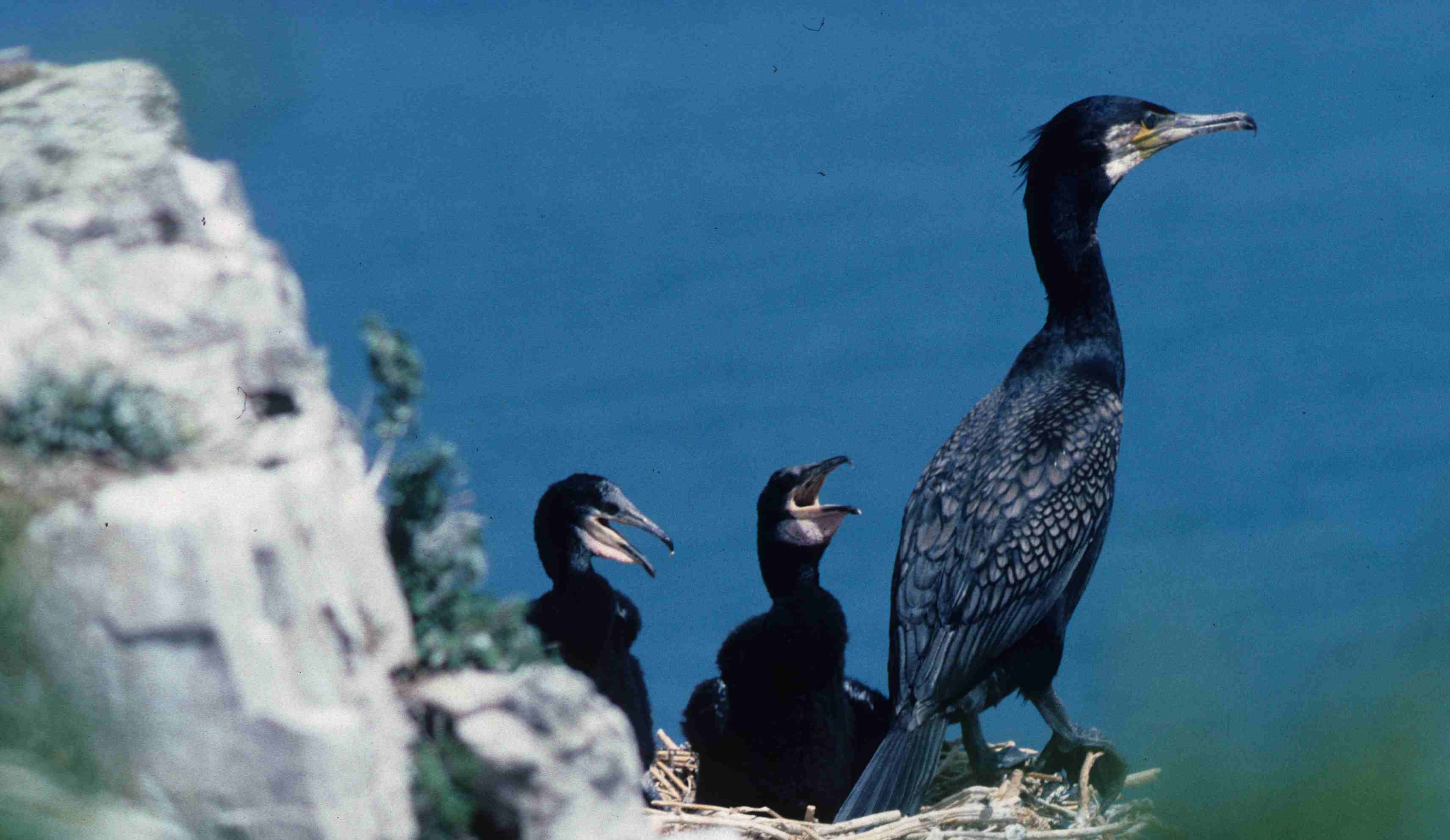 Cormorant (Phalacrocorax carbo). Copyright J B Ratcliffe 1990