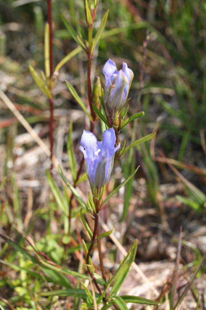 Marsh gentian Gentiana pneumonanthe © J B Ratcliffe