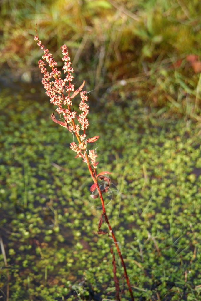 Shore dock Rumex rupestris. Copyright J B Ratcliffe